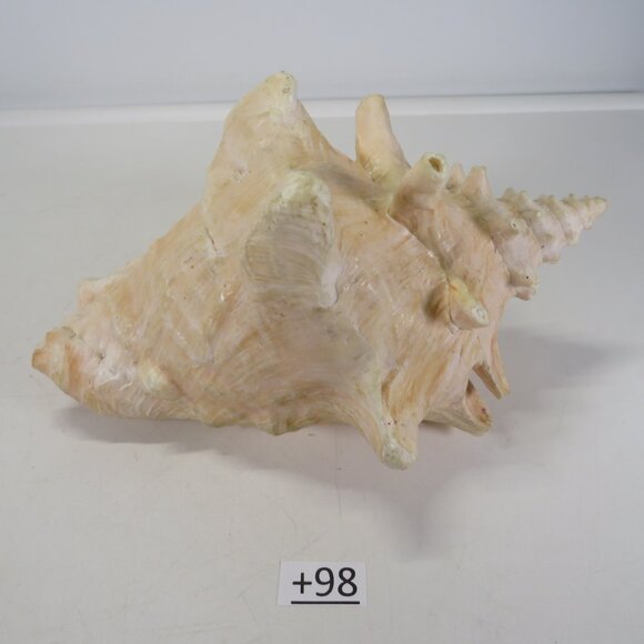 Large Real Conch Sea Shell 9.5" x 7.5" wide 5" tall has some chips - Picture 5 of 8
